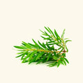 Premium Tea Tree Essential Oil – 100% Pure Natural & Undiluted Available In India