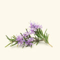 Premium Pure Rosemary Essential Oil – Indian