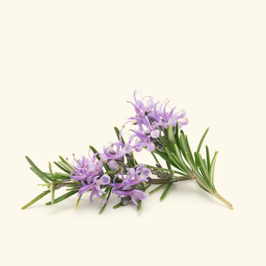 Premium Pure Rosemary Essential Oil – Indian