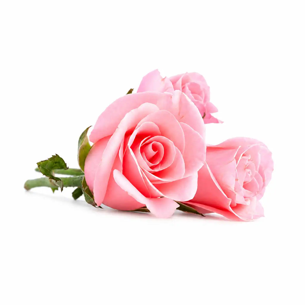 Premium Rose Essential Oil – Pure & Natural