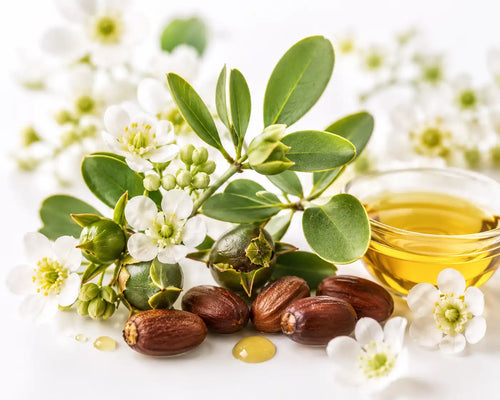 PREMIUM DREAMA GOLDEN JOJOBA OIL (100 gm)